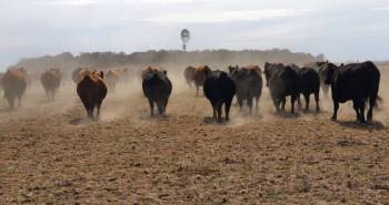 4 perspectivas sobre el futuro de la producción de ganado de carne