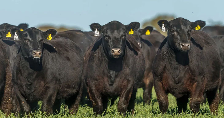 del-bife-a-la-genomica-un-camino-que-comenzo-con-la-mestizacion-luego-la-alfalfa-y-ahora-es-tiempo-de-la-genetica