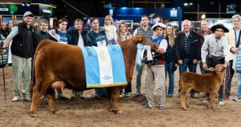 Eligieron a las mejores hembras de la 80° Expo Angus de Otoño