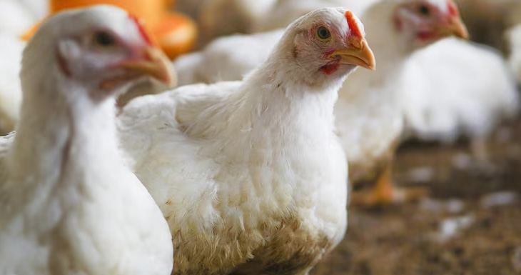 gripe-aviar-que-cuidados-hay-que-tener-con-pollos-y-huevos-en-la-cocina