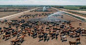 Un sistema inteligente combate el estrés calórico en Jesús María